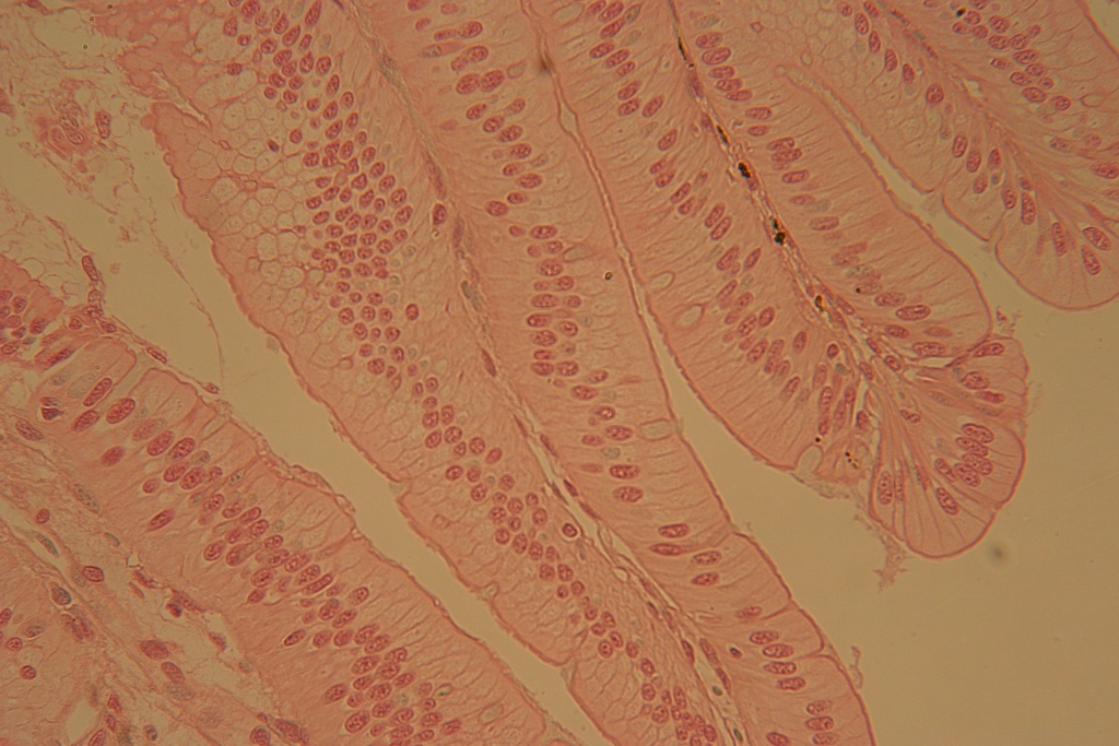 Unlabeled Epithelial Tissue Images – Histology Atlas for Anatomy and