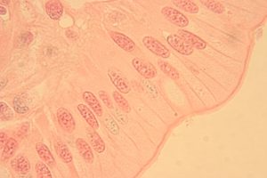 Unlabeled Epithelial Tissue Images – Histology Atlas for Anatomy and ...