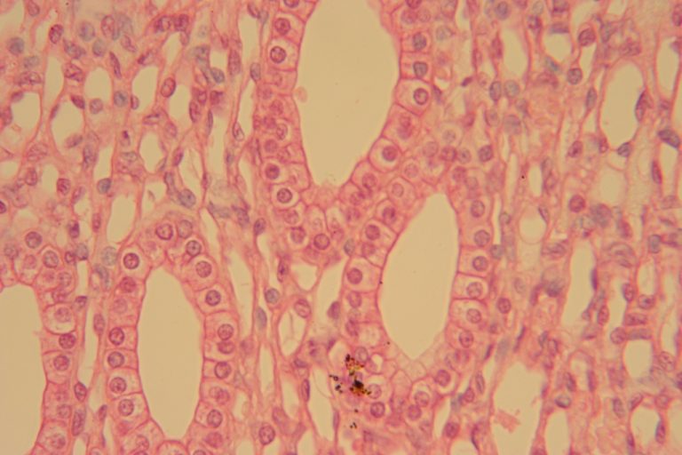 Unlabeled Epithelial Tissue Images – Histology Atlas For Anatomy And 