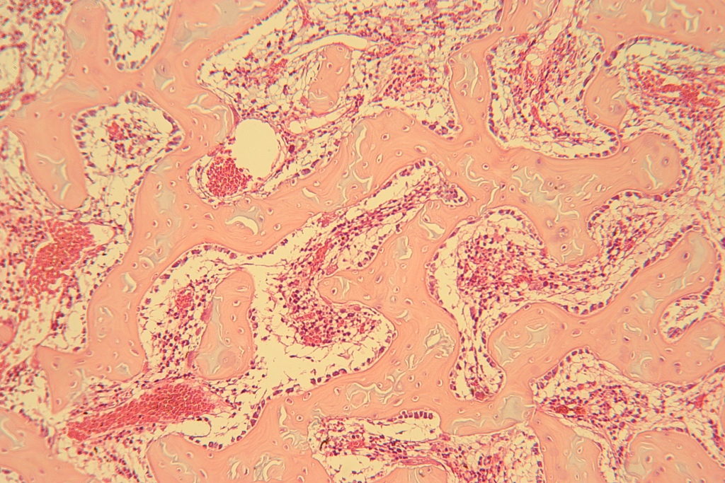 Unlabeled Connective Tissue Images – Histology Atlas for Anatomy and