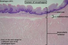 Esophagus – Tutorial – Histology Atlas for Anatomy and Physiology