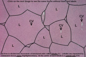 Liver – Tutorial – Histology Atlas for Anatomy and Physiology