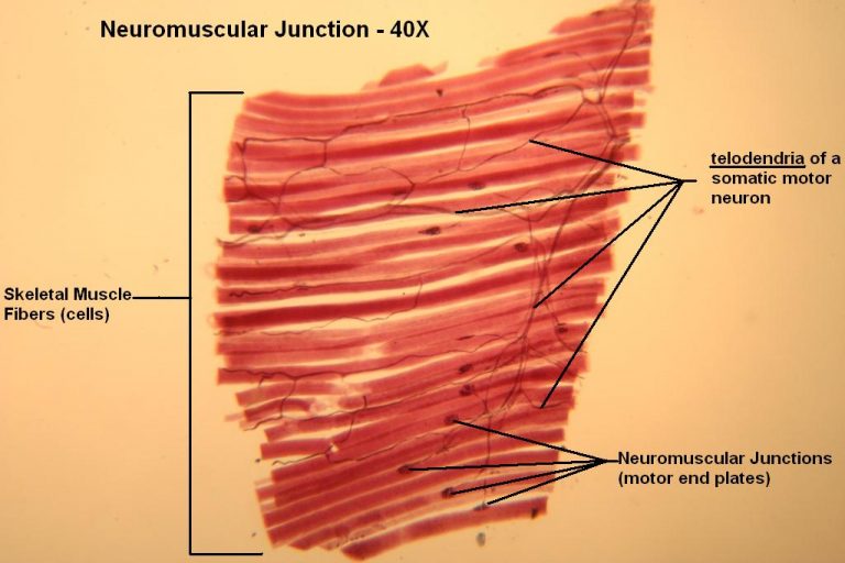 Neuromuscular Junction โ Tutorial โ Histology Atlas for Anatomy and ... Biology Diagrams