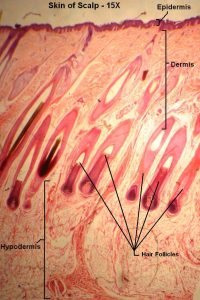 Skin of Scalp – Tutorial – Histology Atlas for Anatomy and Physiology