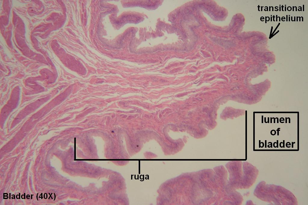 Bladder Tutorial Histology Atlas For Anatomy And Physiology 7174