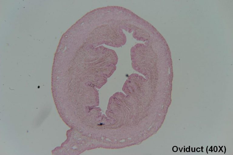 Oviduct – Tutorial – Histology Atlas For Anatomy And Physiology