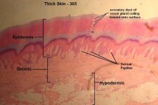 Thick Skin – Tutorial – Histology Atlas For Anatomy And Physiology