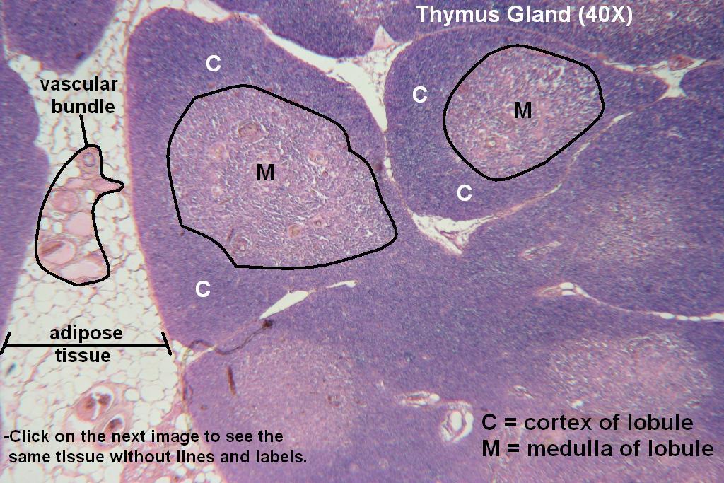 thymus histology diagram