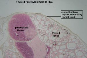 Thyroid-parathyroid – Tutorial – Histology Atlas For Anatomy And Physiology