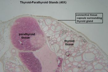 Thyroid-Parathyroid – Tutorial – Histology Atlas for Anatomy and Physiology