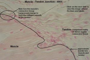 Muscle – Tendon Connection – Tutorial – Histology Atlas for Anatomy and