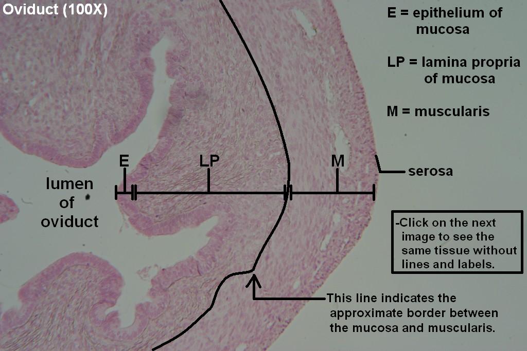 Oviduct Tutorial Histology Atlas for Anatomy and Physiology