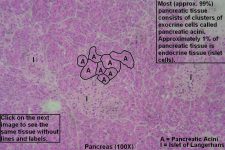 Pancreas – Tutorial – Histology Atlas for Anatomy and Physiology