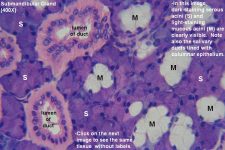 Salivary Glands – Tutorial – Histology Atlas for Anatomy and Physiology