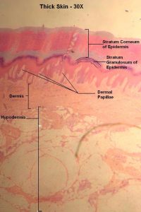 Thick Skin – Tutorial – Histology Atlas for Anatomy and Physiology