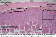 Small Intestine – Tutorial – Histology Atlas for Anatomy and Physiology