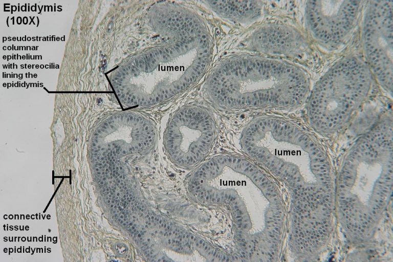 Epididymis – Tutorial – Histology Atlas for Anatomy and Physiology