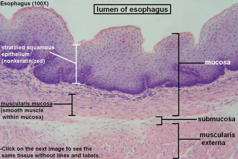 Esophagus Histology