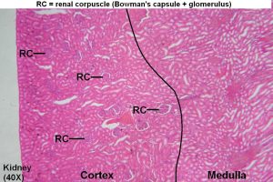 Kidney – Tutorial – Histology Atlas for Anatomy and Physiology