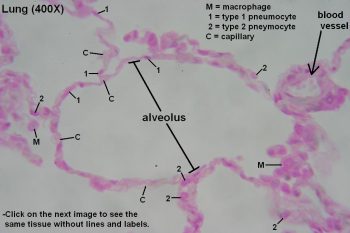 Alveoli – Tutorial – Histology Atlas for Anatomy and Physiology