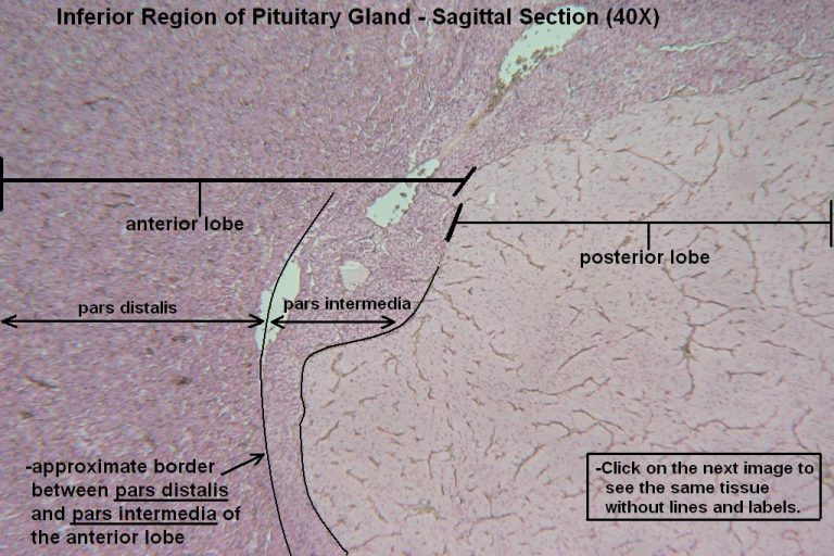 Pituitary Gland – Tutorial – Histology Atlas for Anatomy and Physiology