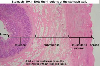 Stomach – Tutorial – Histology Atlas for Anatomy and Physiology