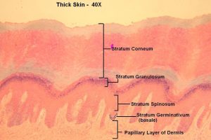 Thick Skin – Tutorial – Histology Atlas for Anatomy and Physiology