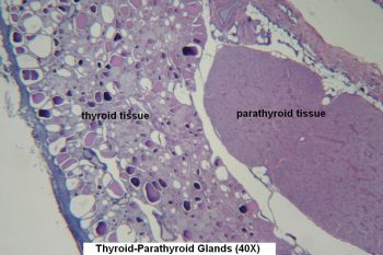 Thyroid-Parathyroid – Tutorial – Histology Atlas for Anatomy and Physiology