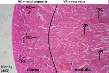 Kidney – Tutorial – Histology Atlas for Anatomy and Physiology