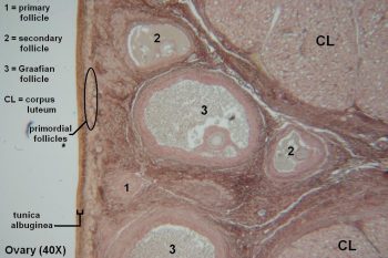 Ovary – Tutorial – Histology Atlas for Anatomy and Physiology