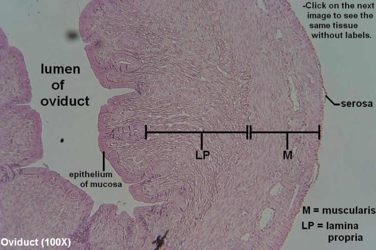 Oviduct Tutorial Histology Atlas For Anatomy And Physiology