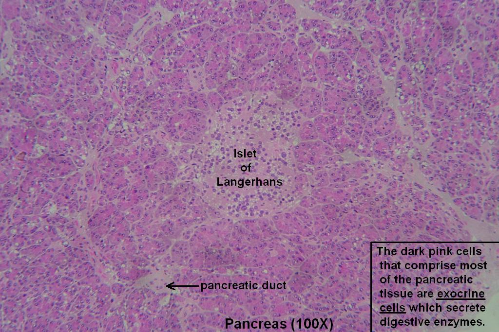 Pancreas – Tutorial – Histology Atlas for Anatomy and Physiology