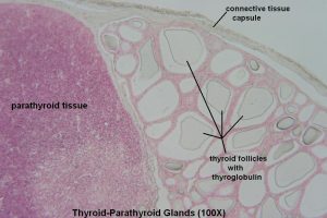 Thyroid-Parathyroid – Tutorial – Histology Atlas for Anatomy and Physiology