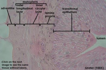 Ureter – Tutorial – Histology Atlas for Anatomy and Physiology