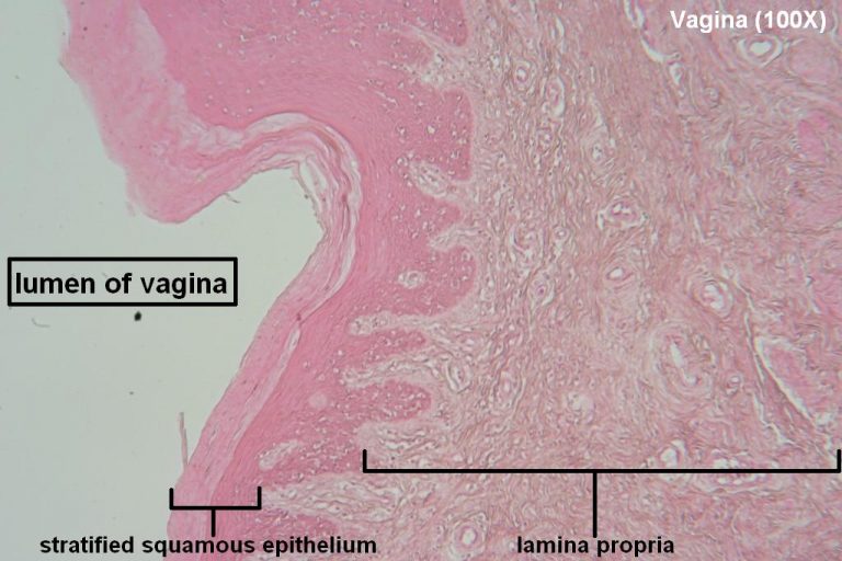 Vagina Tutorial Histology Atlas For Anatomy And Physiology 8842