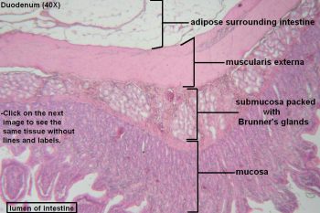 Small Intestine – Tutorial – Histology Atlas For Anatomy And Physiology