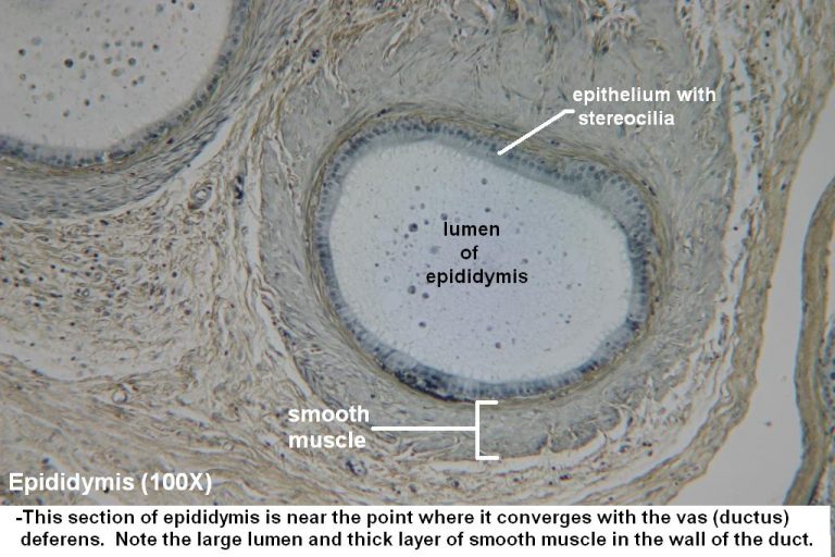 Epididymis Tutorial Histology Atlas For Anatomy And Physiology