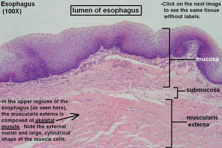 Esophagus – Tutorial – Histology Atlas for Anatomy and Physiology