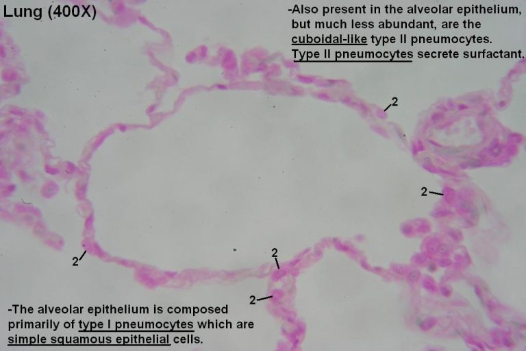 Alveoli – Tutorial – Histology Atlas for Anatomy and Physiology