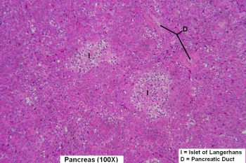 Pancreas – Tutorial – Histology Atlas for Anatomy and Physiology