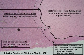 Pituitary Gland – Tutorial – Histology Atlas for Anatomy and Physiology