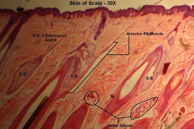 Skin of Scalp Tutorial Histology Atlas for Anatomy and Physiology