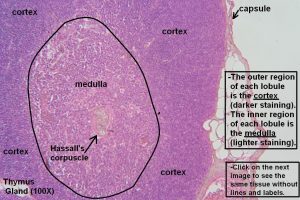 Thymus – Tutorial – Histology Atlas for Anatomy and Physiology