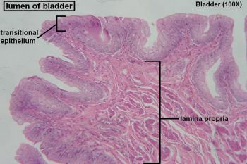 Bladder – Tutorial – Histology Atlas for Anatomy and Physiology