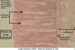 Large Intestine – Tutorial – Histology Atlas for Anatomy and Physiology