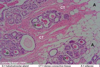 Breast – Tutorial – Histology Atlas for Anatomy and Physiology