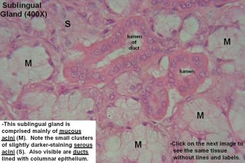 Salivary Glands – Tutorial – Histology Atlas for Anatomy and Physiology