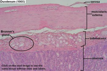 Small Intestine – Tutorial – Histology Atlas for Anatomy and Physiology