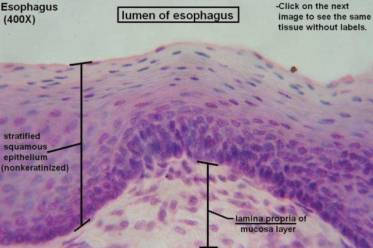 Esophagus – Tutorial – Histology Atlas for Anatomy and Physiology