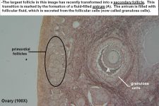 Ovary Tutorial Histology Atlas For Anatomy And Physiology